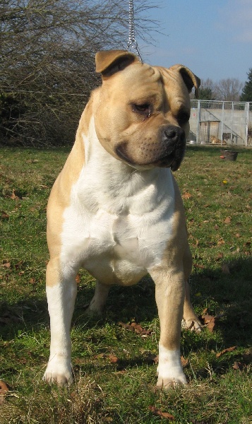 Crispy cookie of the upper staff kennel