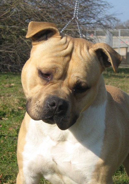 Crispy cookie of the upper staff kennel