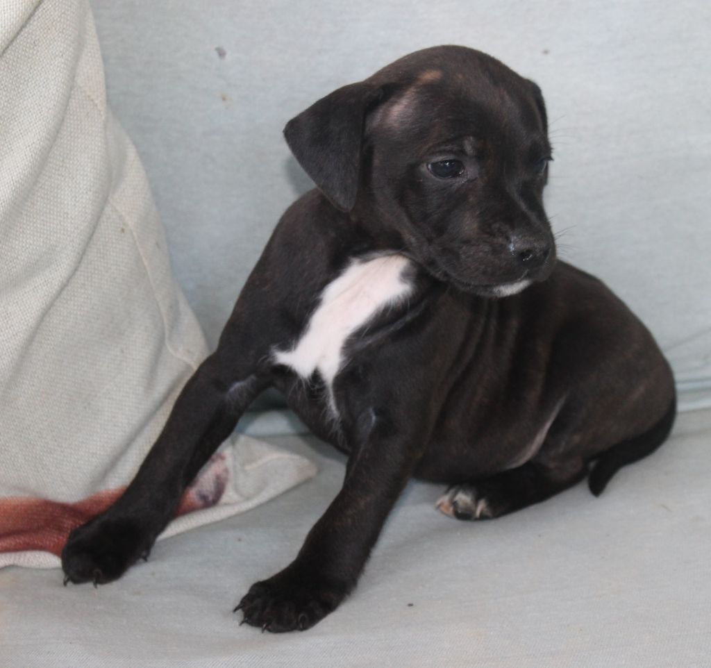 De karysha - Chiot disponible  - Staffordshire Bull Terrier