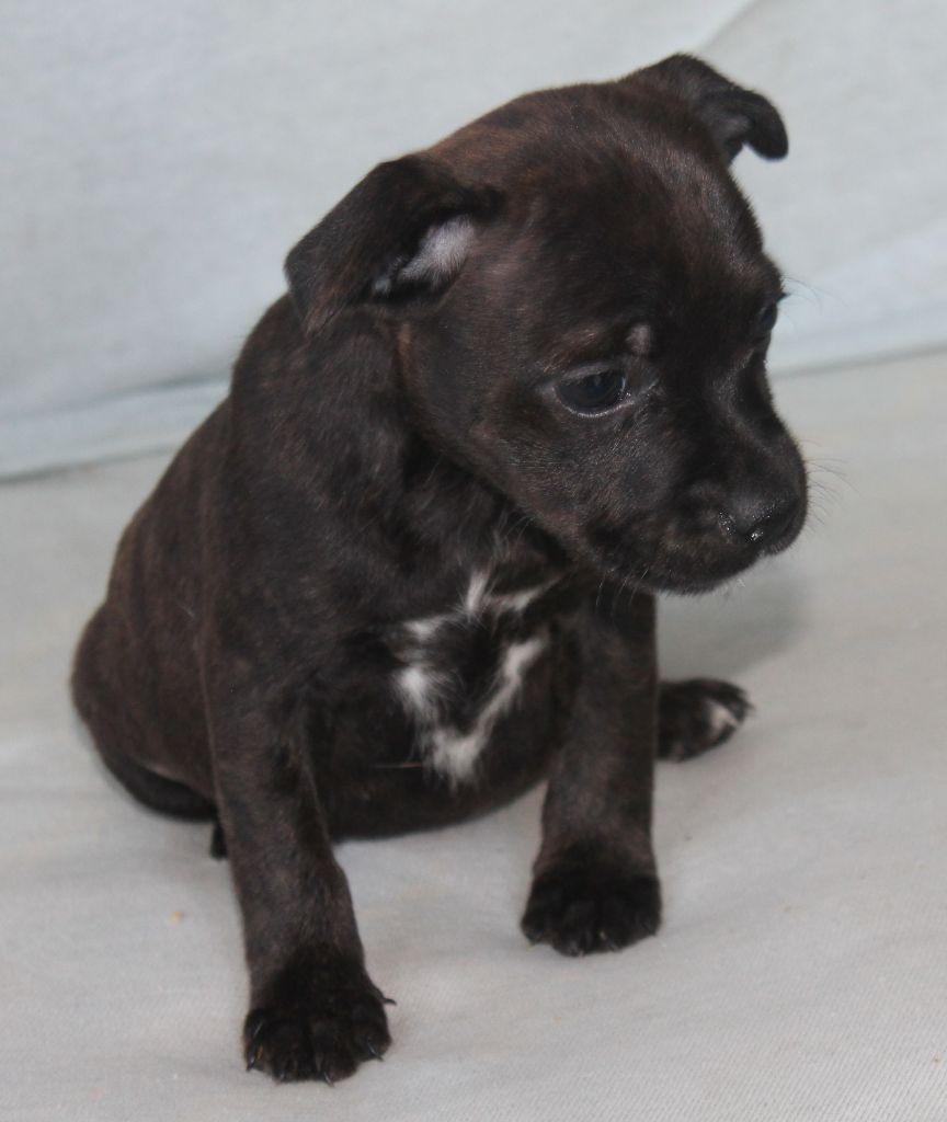 De karysha - Chiot disponible  - Staffordshire Bull Terrier