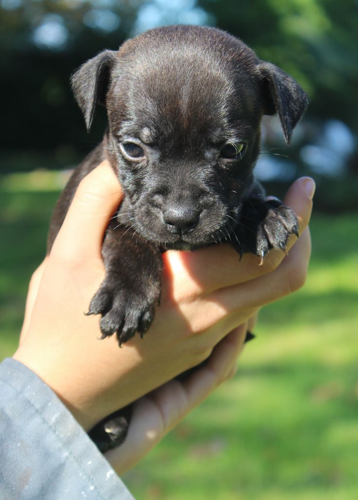 De karysha - Chiot disponible  - Staffordshire Bull Terrier