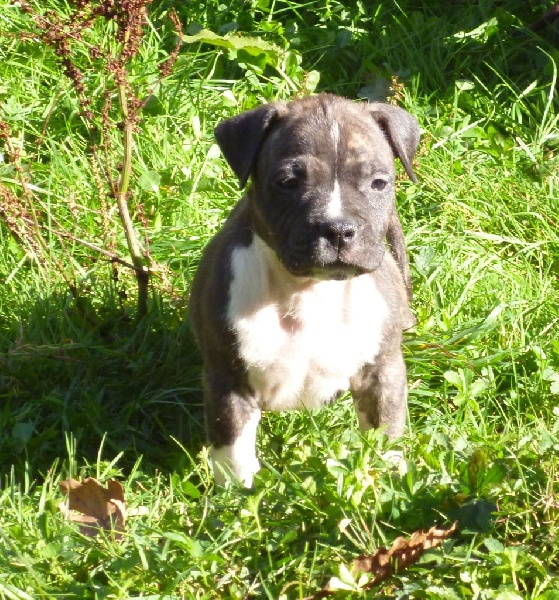 De karysha - American Staffordshire Terrier - Portée née le 11/09/2014