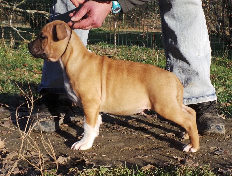 De karysha - American Staffordshire Terrier - Portée née le 22/11/2014