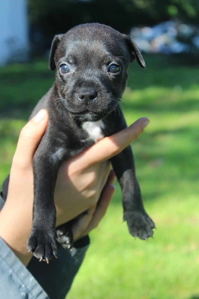 De karysha - Chiot disponible  - Staffordshire Bull Terrier