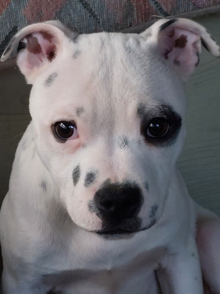 De karysha - Chiot disponible  - Staffordshire Bull Terrier