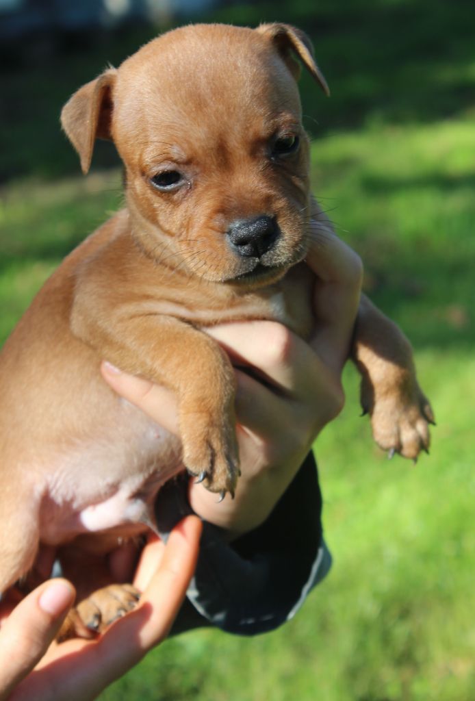 De karysha - Chiot disponible  - Staffordshire Bull Terrier