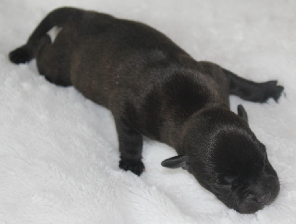 De karysha - Chiot disponible  - Staffordshire Bull Terrier