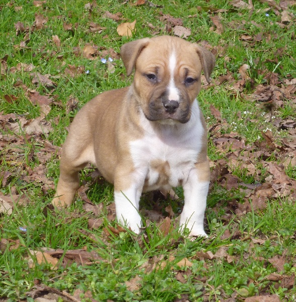 De karysha - American Staffordshire Terrier - Portée née le 14/01/2014