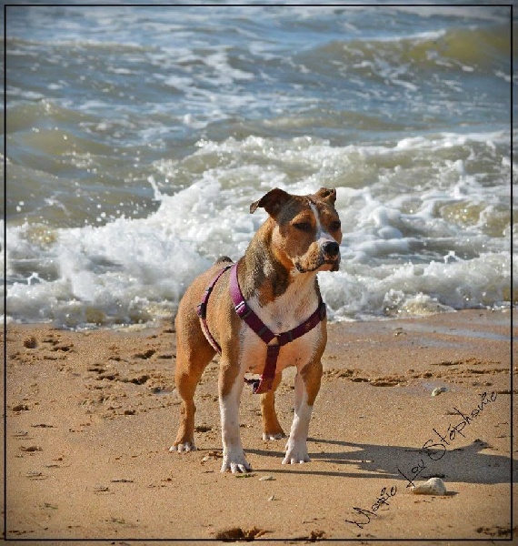 De karysha - American Staffordshire Terrier - Portée née le 19/11/2016