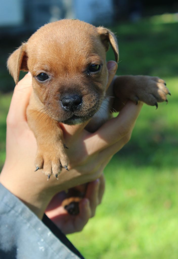 De karysha - Chiot disponible  - Staffordshire Bull Terrier