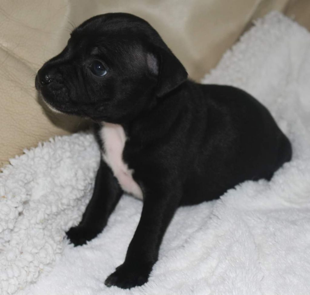 De karysha - Chiot disponible  - Staffordshire Bull Terrier