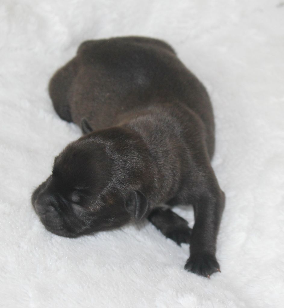 De karysha - Chiot disponible  - Staffordshire Bull Terrier