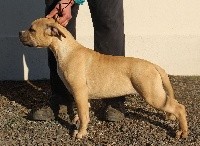 De karysha - American Staffordshire Terrier - Portée née le 15/11/2017