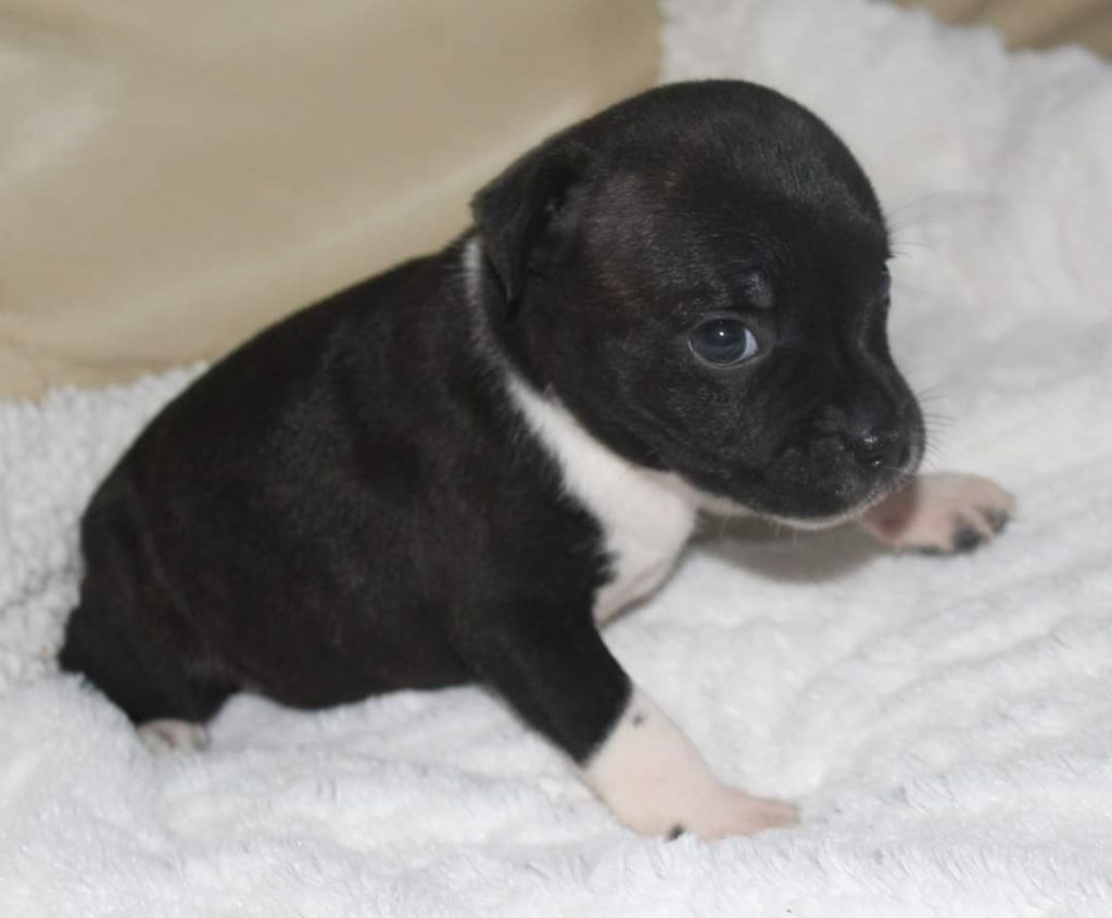 De karysha - Chiot disponible  - Staffordshire Bull Terrier