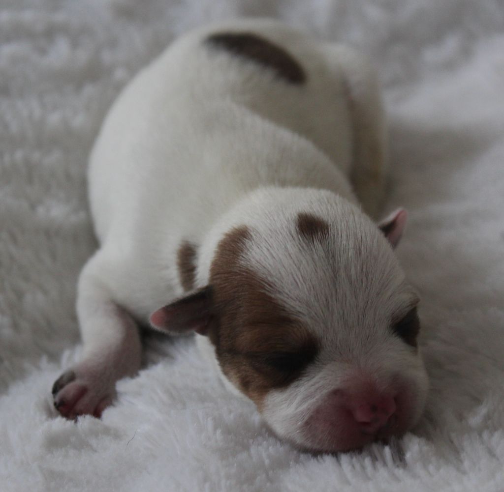 De karysha - Chiot disponible  - Staffordshire Bull Terrier