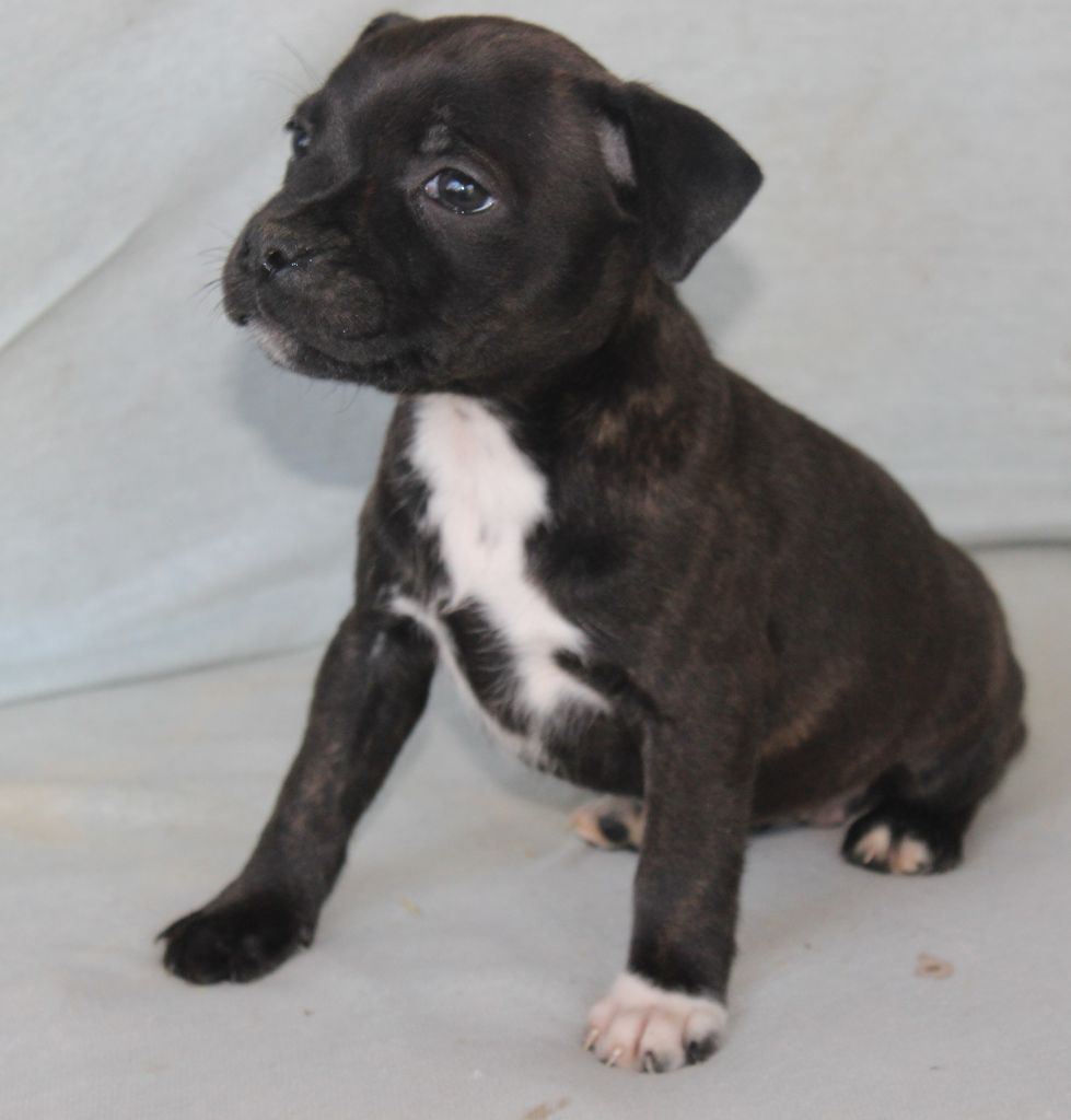 De karysha - Chiot disponible  - Staffordshire Bull Terrier