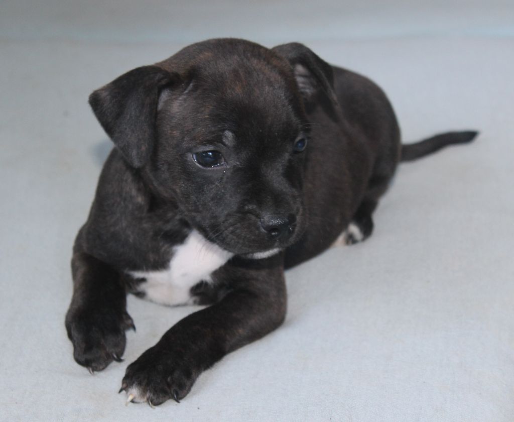 De karysha - Chiot disponible  - Staffordshire Bull Terrier