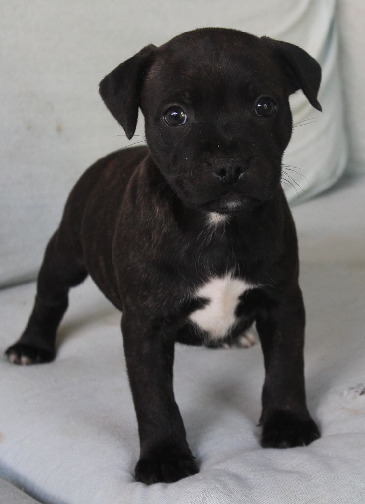 De karysha - Chiot disponible  - Staffordshire Bull Terrier