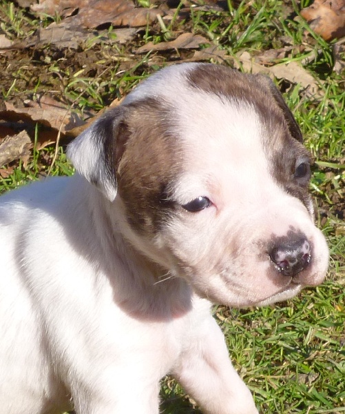 De karysha - American Staffordshire Terrier - Portée née le 17/12/2011