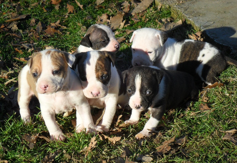 De karysha - American Staffordshire Terrier - Portée née le 11/01/2011