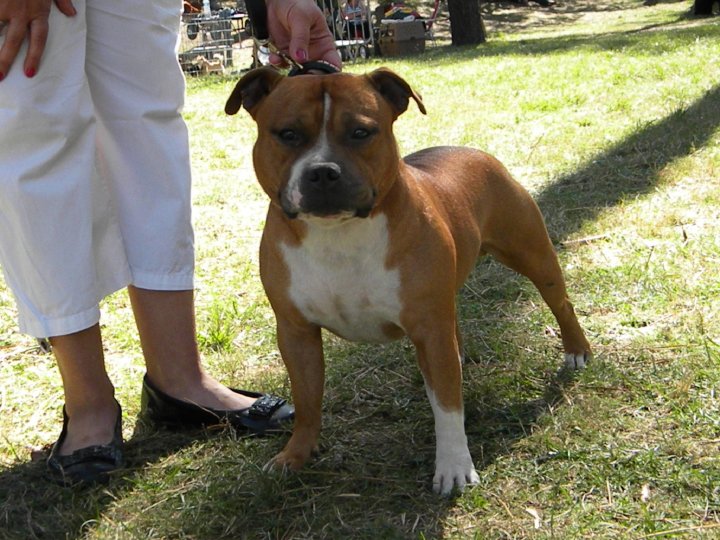 Budstaff Braveheart for karysha dit jarod