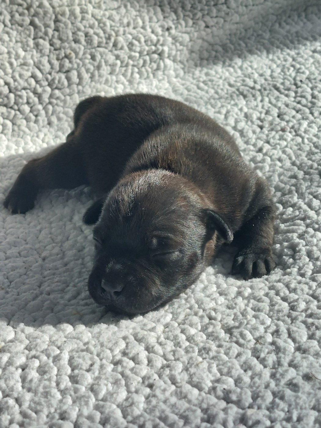 De karysha - Chiots disponibles - Staffordshire Bull Terrier