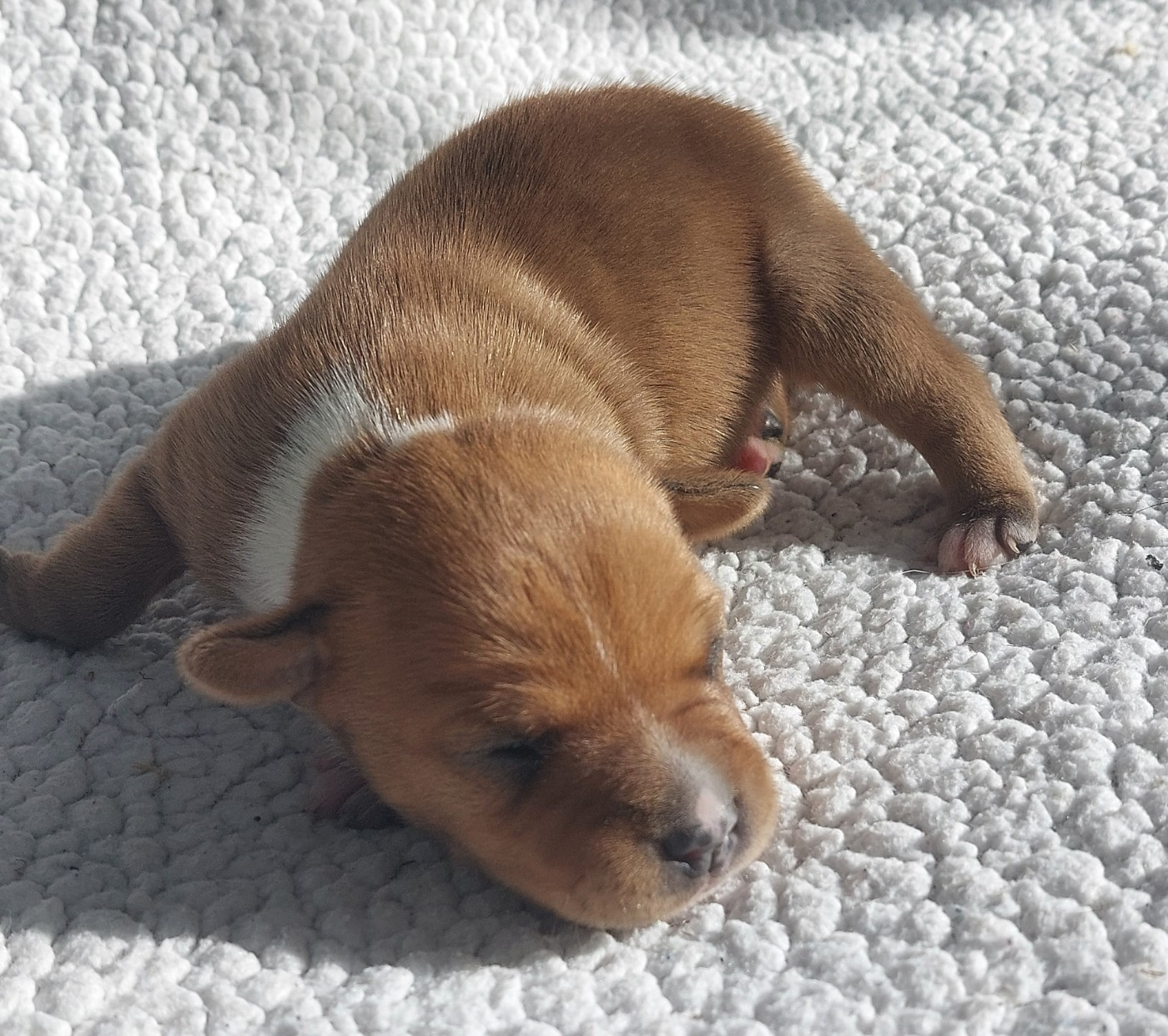 De karysha - Chiots disponibles - Staffordshire Bull Terrier