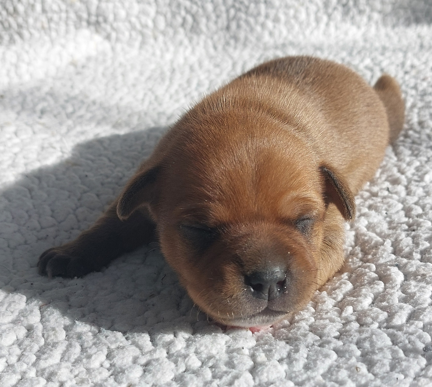 De karysha - Chiots disponibles - Staffordshire Bull Terrier