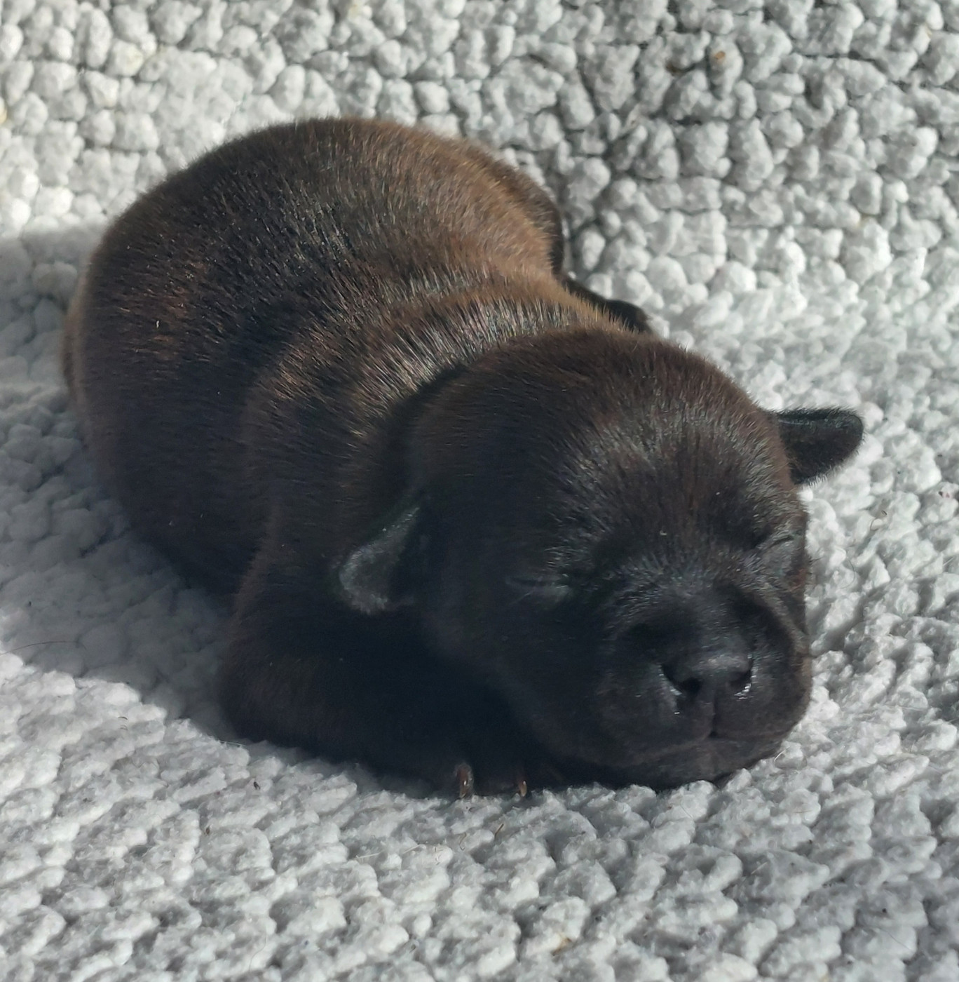 De karysha - Chiots disponibles - Staffordshire Bull Terrier