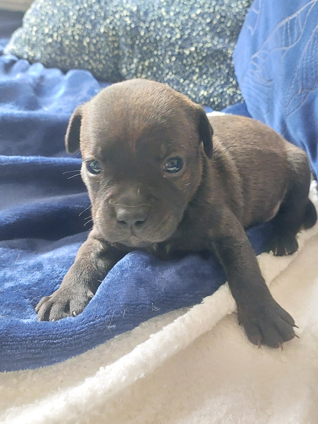 De karysha - Chiots disponibles - Staffordshire Bull Terrier