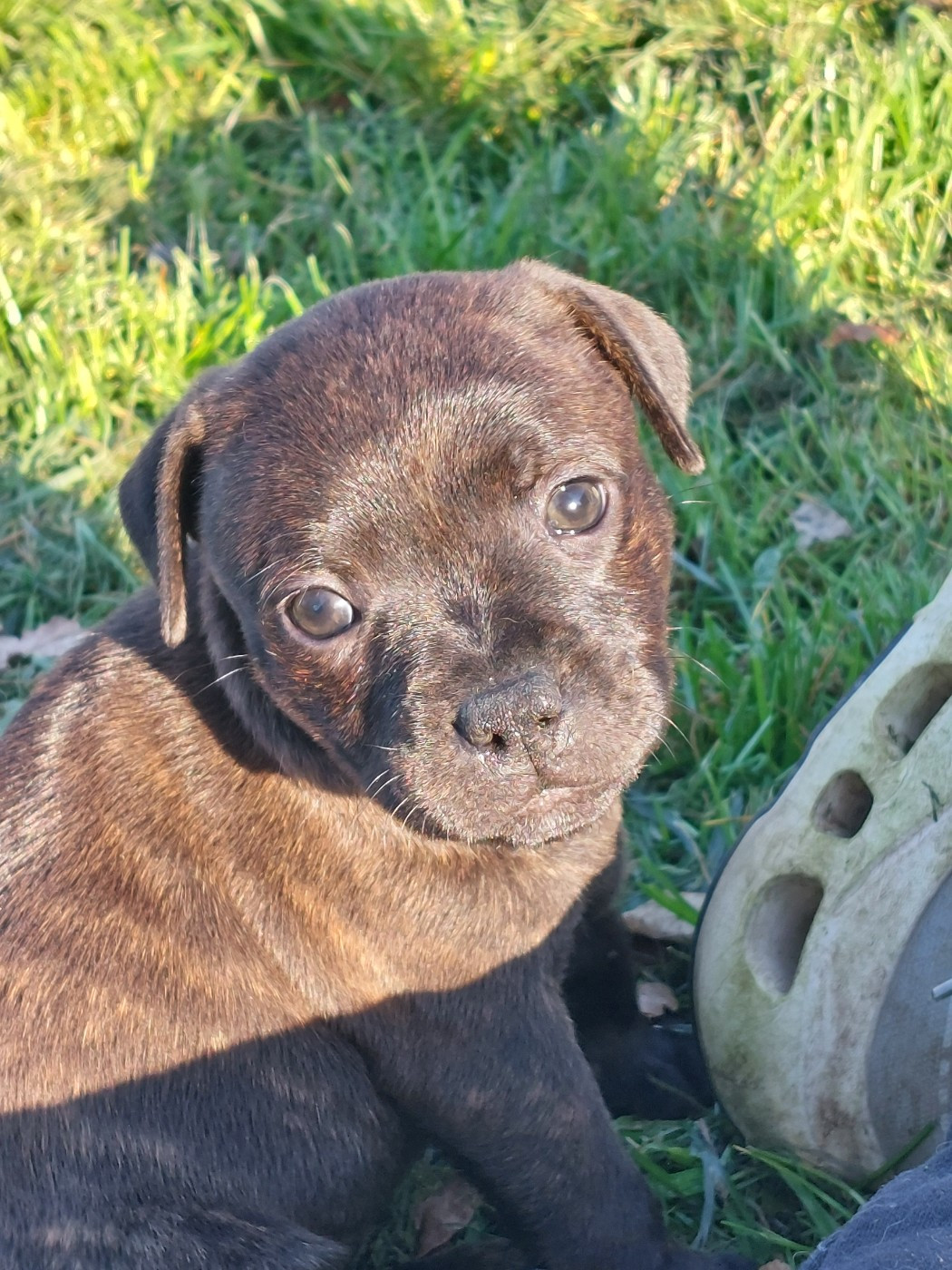 De karysha - Chiots disponibles - Staffordshire Bull Terrier