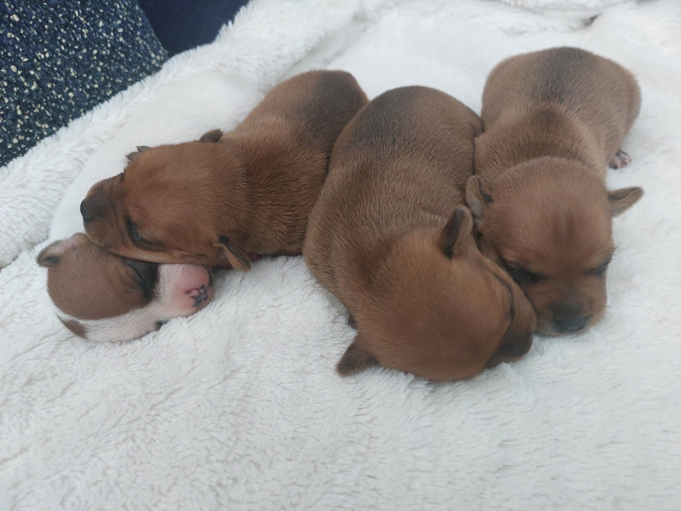 Chiot Staffordshire Bull Terrier De karysha