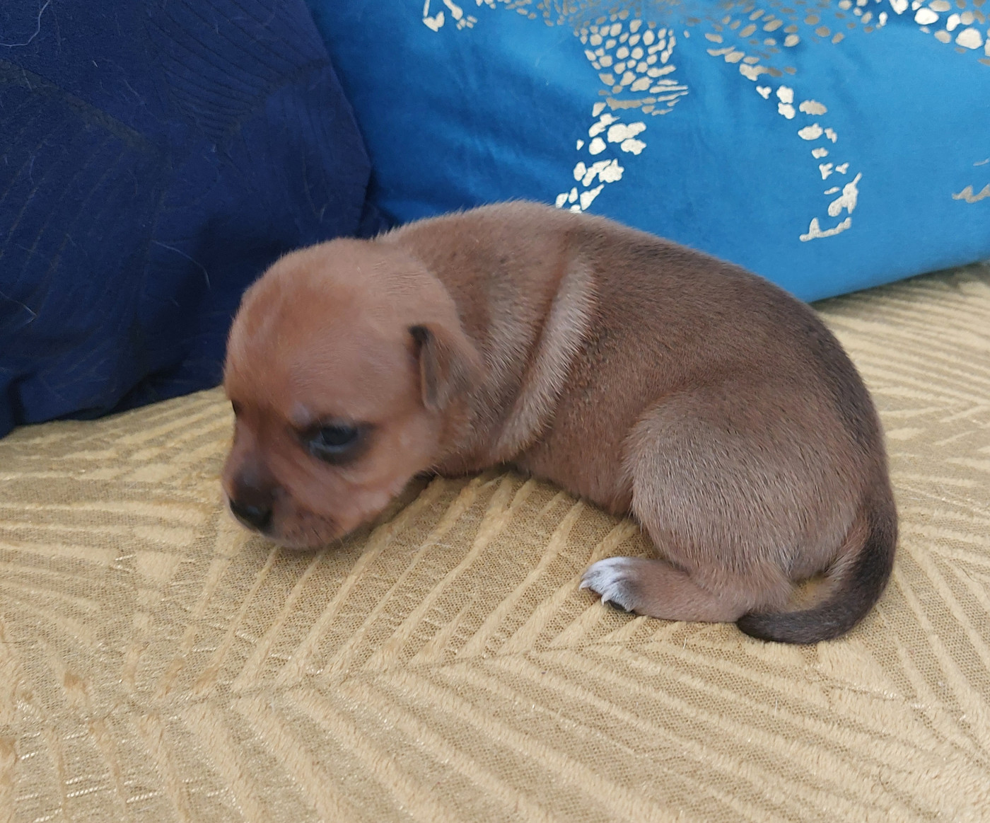 De karysha - Chiots disponibles - Staffordshire Bull Terrier