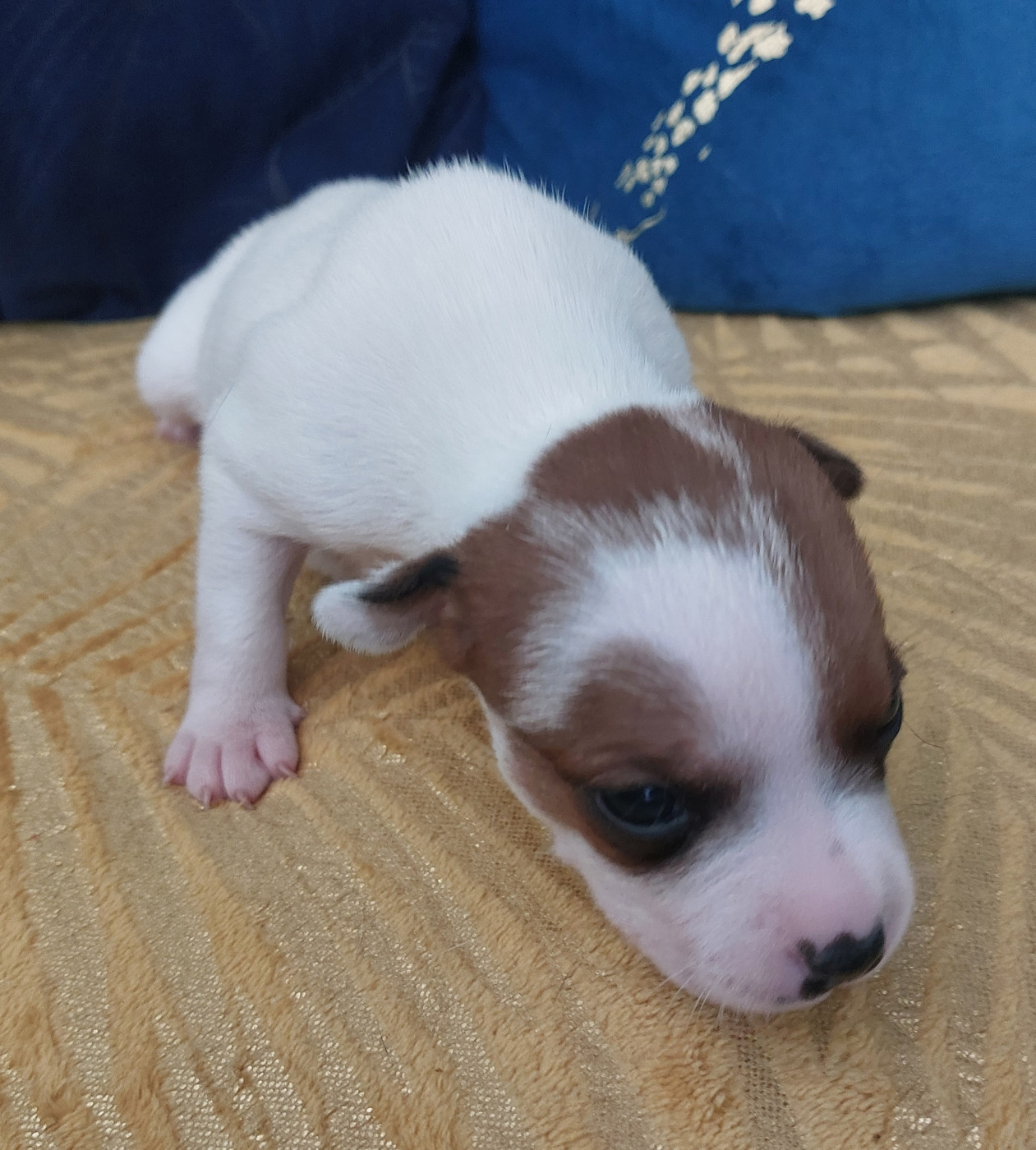 De karysha - Chiots disponibles - Staffordshire Bull Terrier