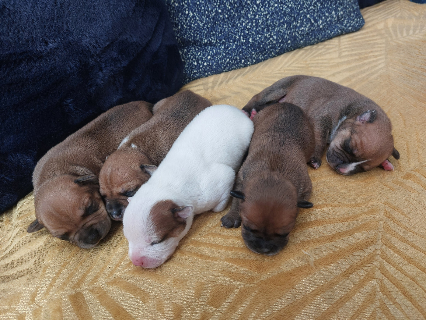 Chiot Staffordshire Bull Terrier De karysha