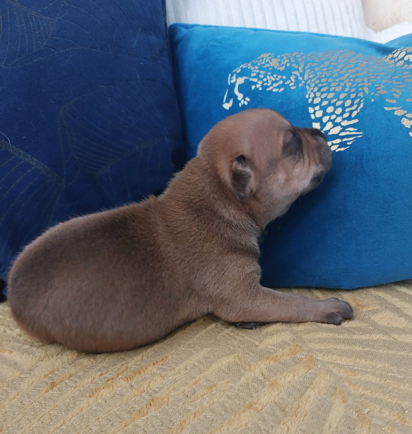 De karysha - Chiots disponibles - Staffordshire Bull Terrier