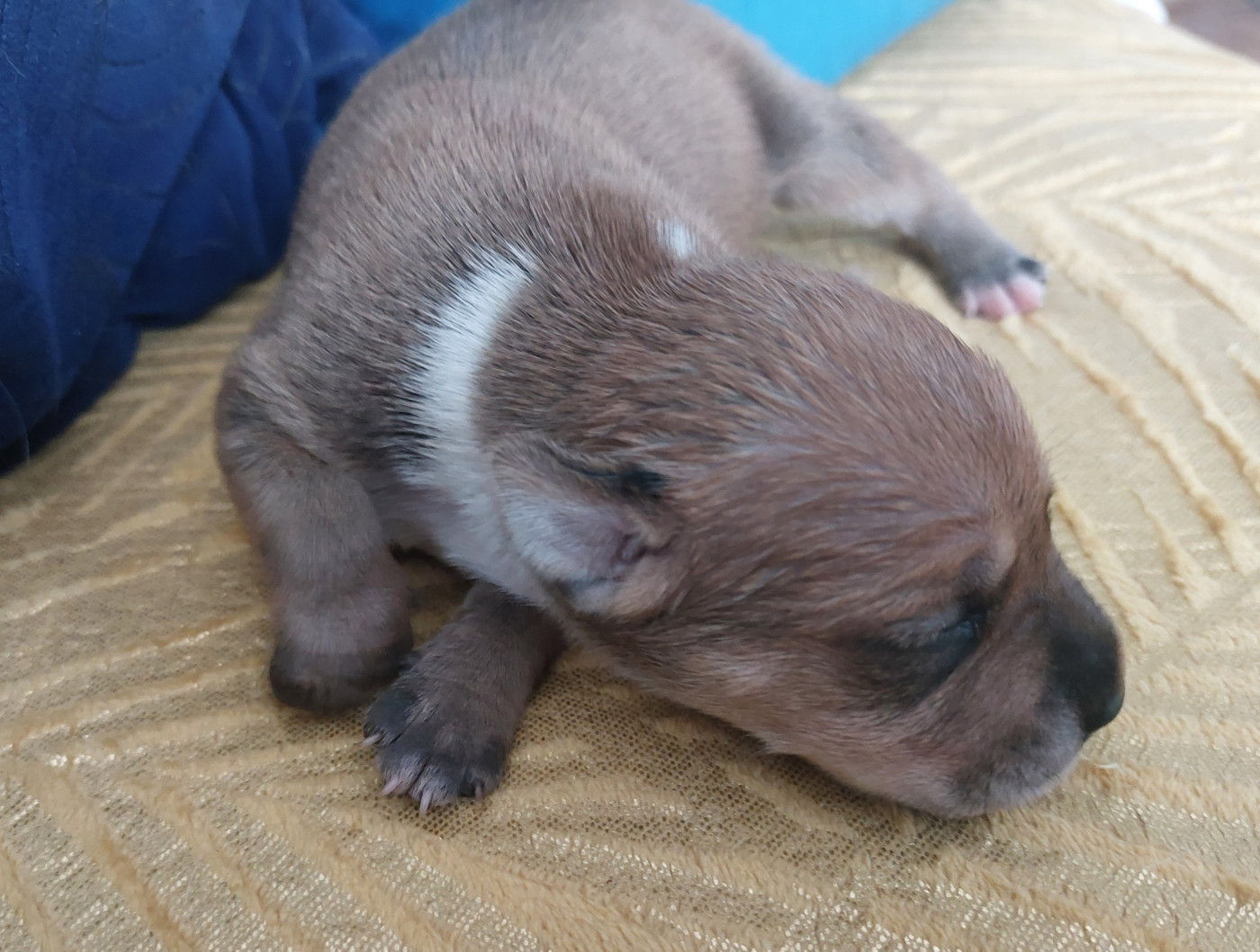 De karysha - Chiots disponibles - Staffordshire Bull Terrier