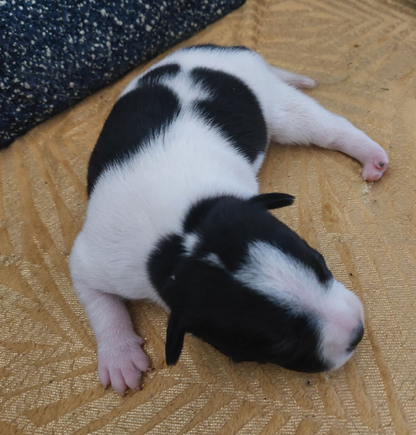 De karysha - Chiots disponibles - Staffordshire Bull Terrier
