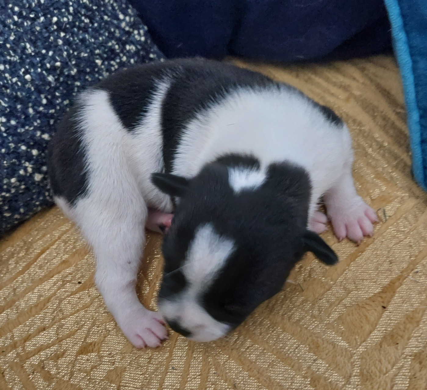 De karysha - Chiots disponibles - Staffordshire Bull Terrier