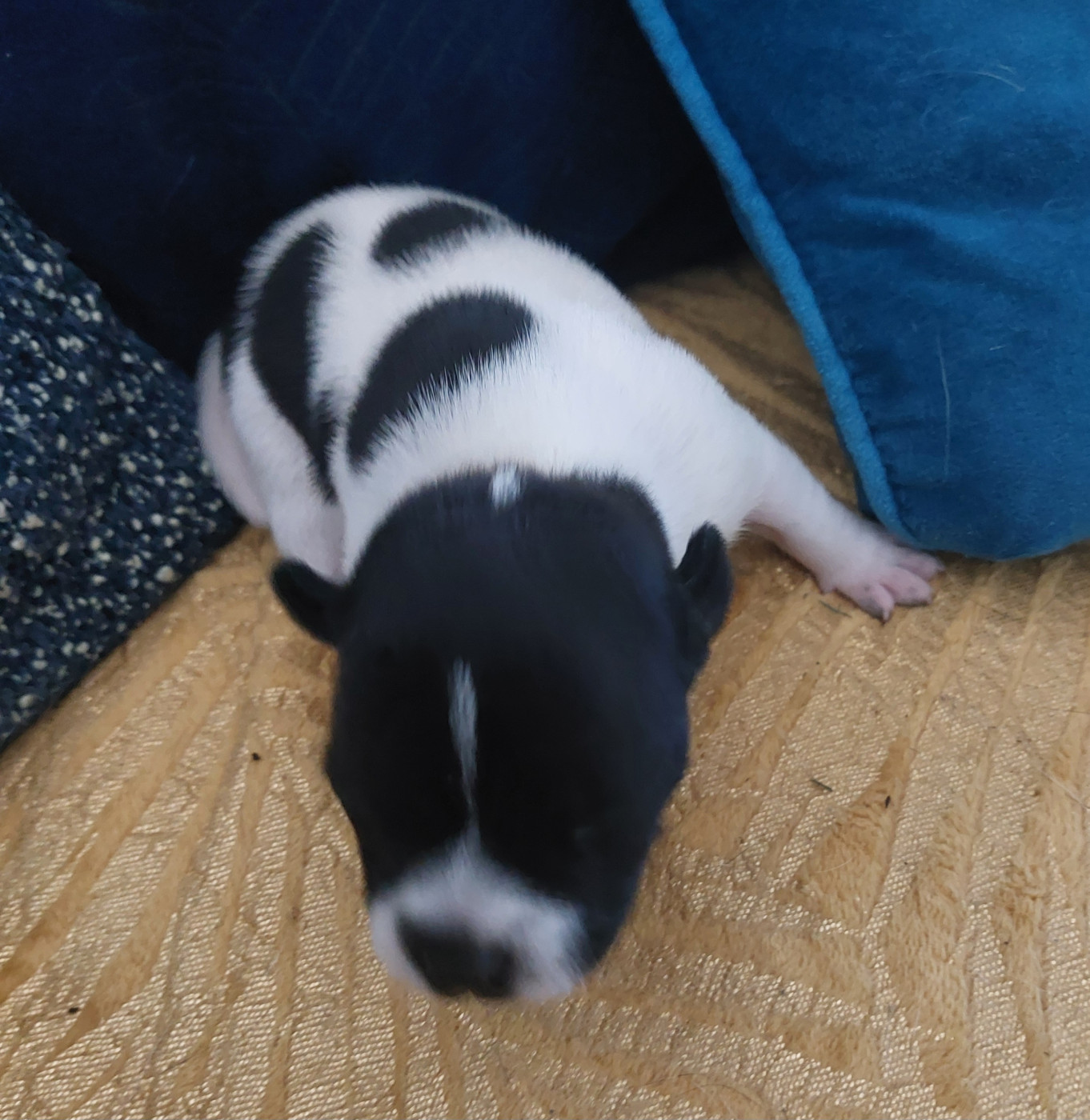 De karysha - Chiots disponibles - Staffordshire Bull Terrier
