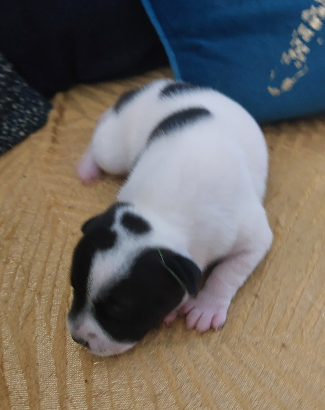 De karysha - Chiots disponibles - Staffordshire Bull Terrier