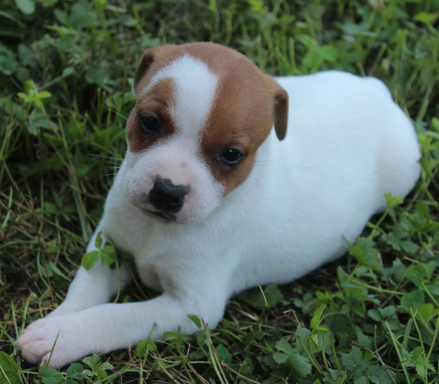 De karysha - Chiots disponibles - Staffordshire Bull Terrier