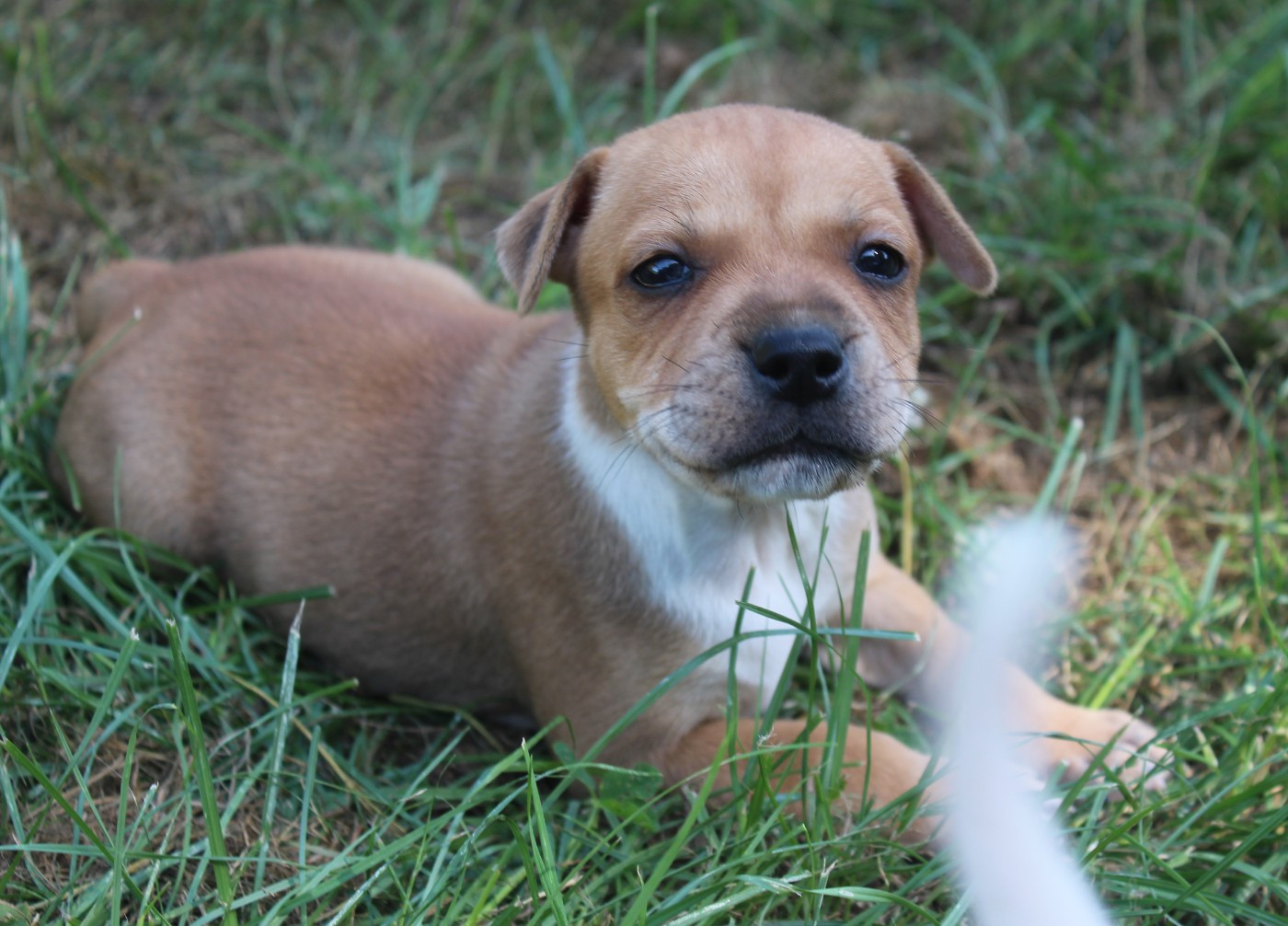 De karysha - Chiots disponibles - Staffordshire Bull Terrier