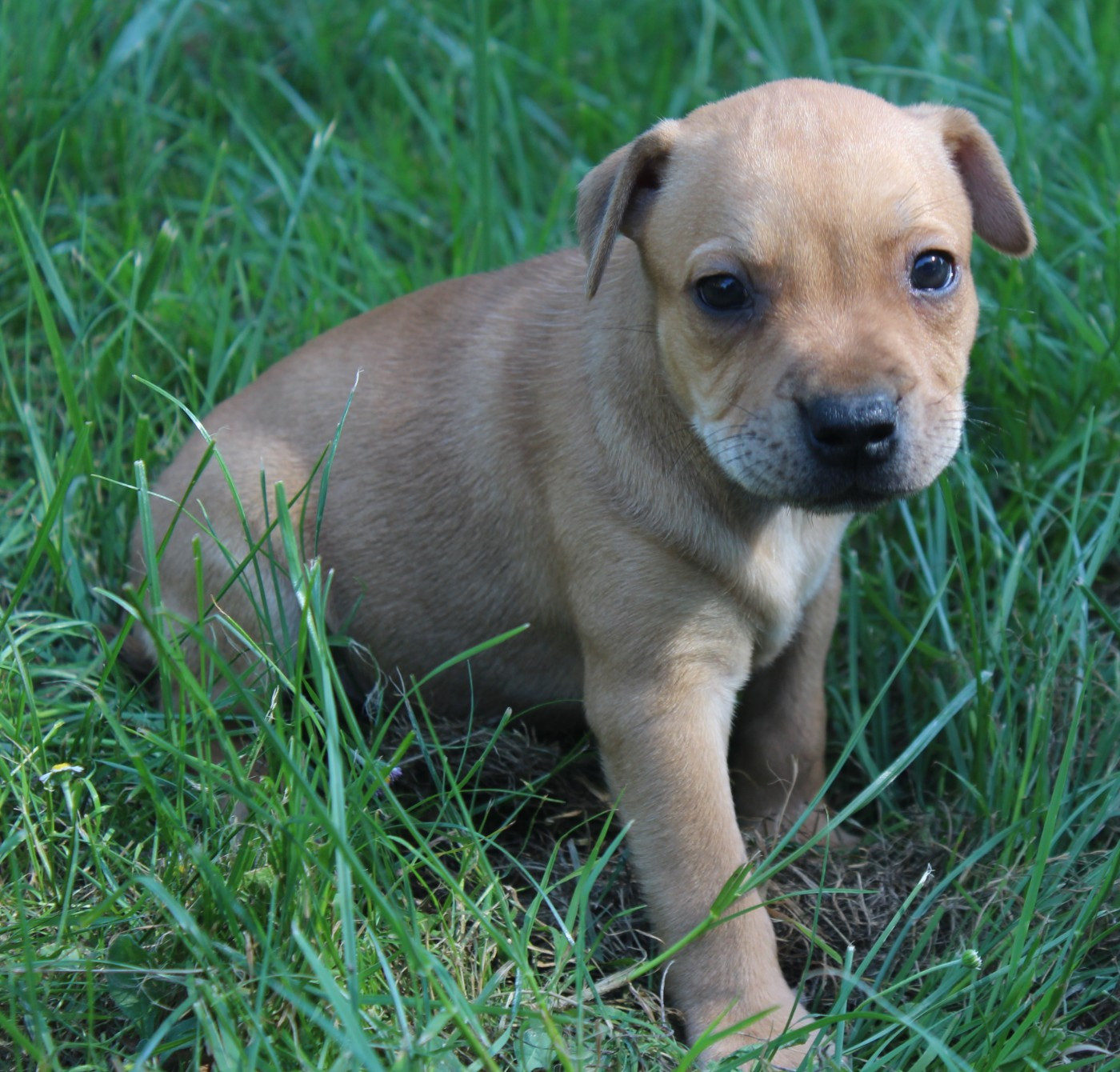 De karysha - Chiots disponibles - Staffordshire Bull Terrier