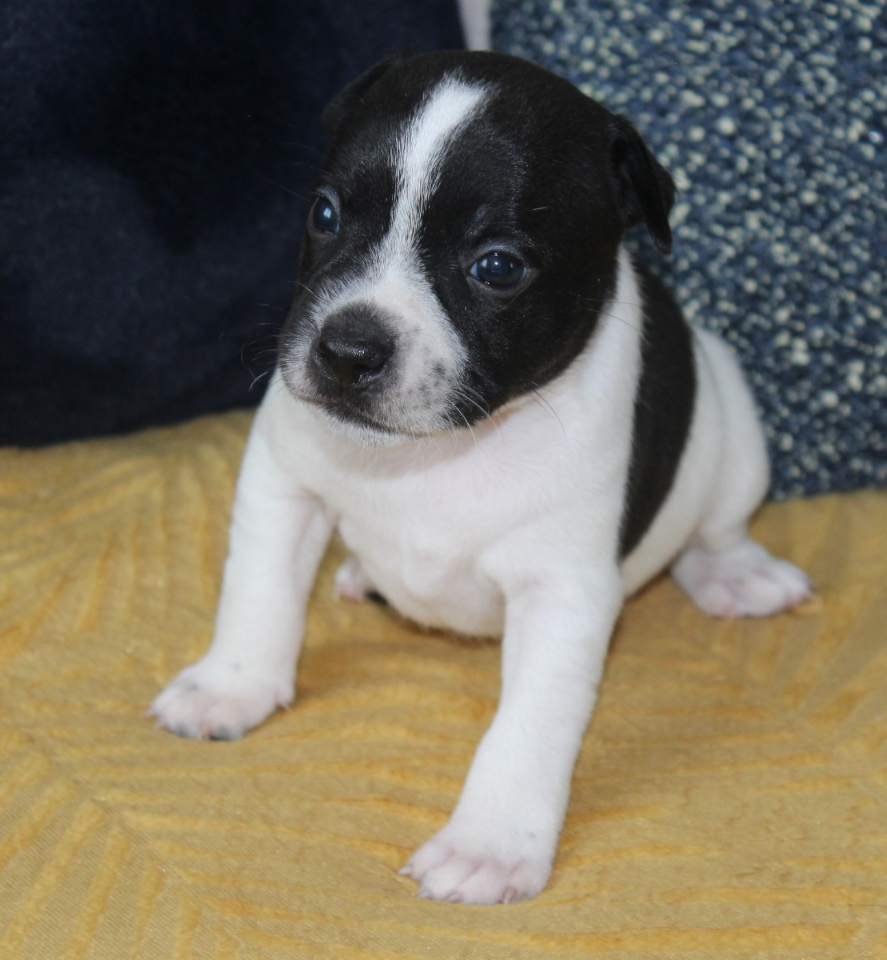 De karysha - Chiots disponibles - Staffordshire Bull Terrier