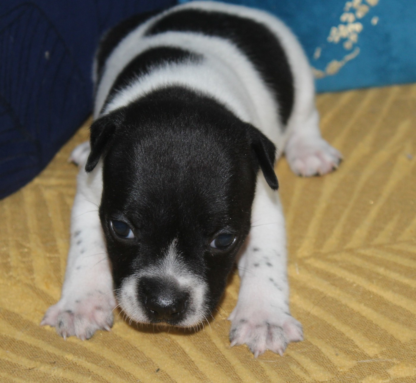 De karysha - Chiots disponibles - Staffordshire Bull Terrier