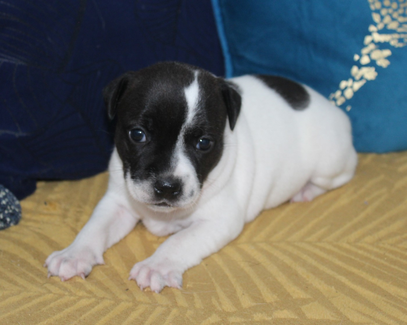 De karysha - Chiots disponibles - Staffordshire Bull Terrier
