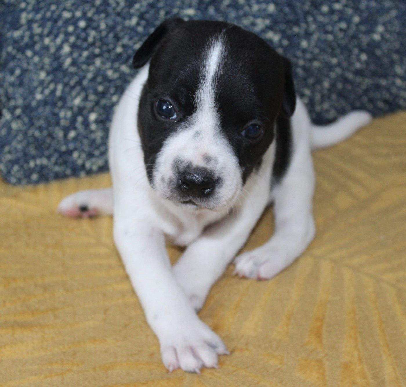 De karysha - Chiots disponibles - Staffordshire Bull Terrier