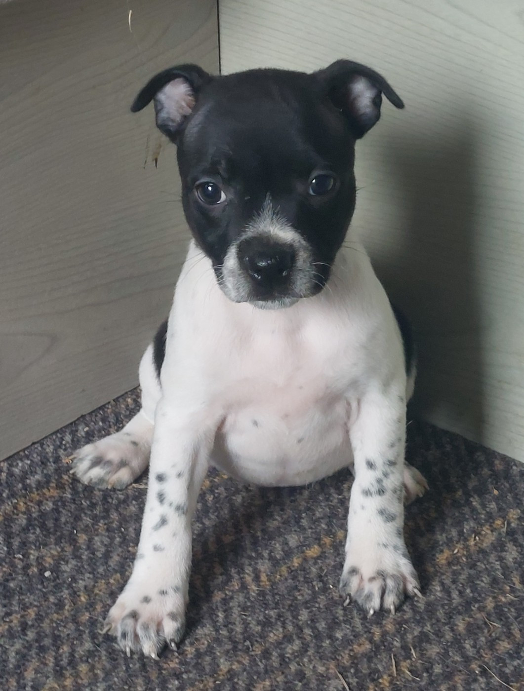 De karysha - Chiots disponibles - Staffordshire Bull Terrier