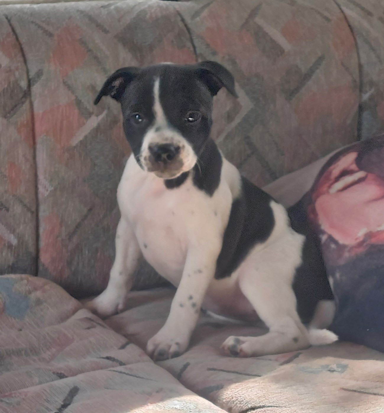 De karysha - Chiots disponibles - Staffordshire Bull Terrier